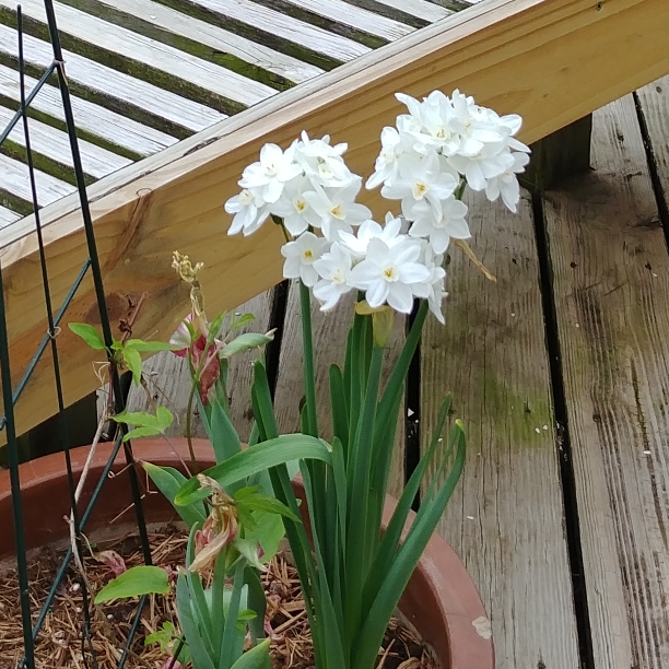 Plant image Narcissus papyraceus 'Galilee' syn. Narcissus 'Galil', Narcissus 'Galille'