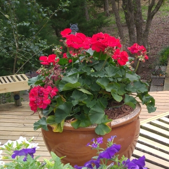 plant image 1392666