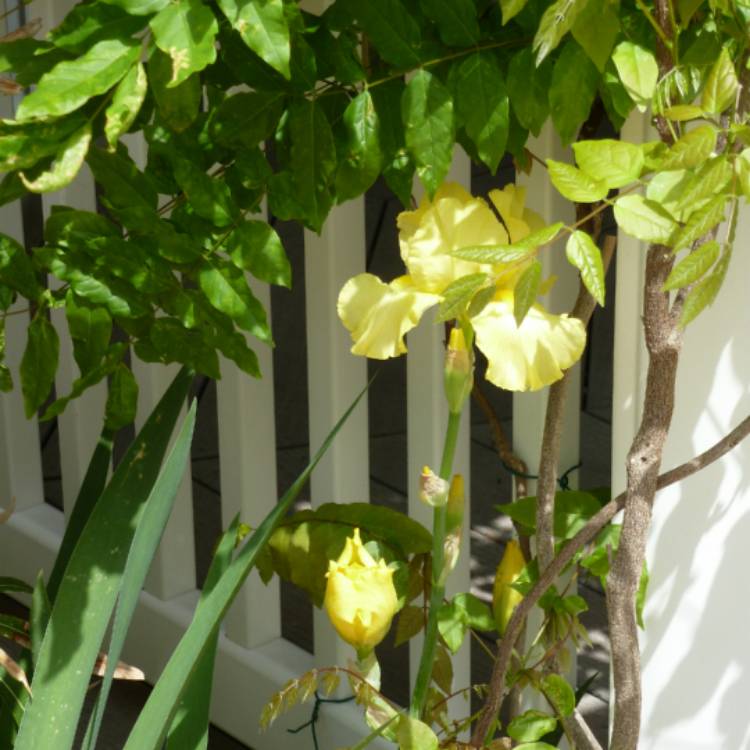 plant image 1392717