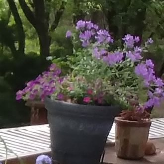 Plant image Phlox 'Violet Pinwheels'