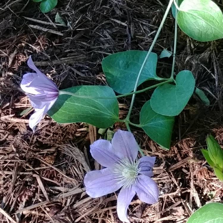plant image 1392738