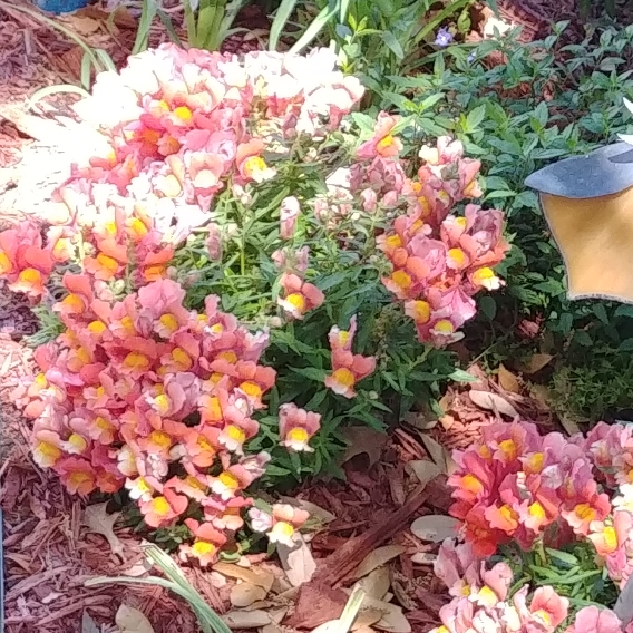 Plant image Antirrhinum majus 'Madame Butterfly'