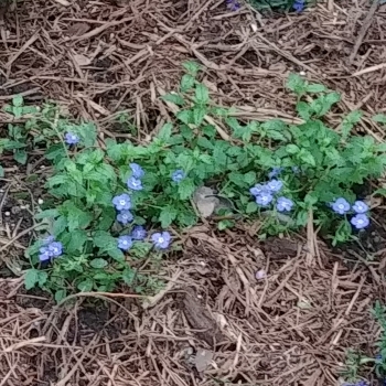 Plant image Veronica peduncularis 'Georgia Blue' syn. Veronica umbrosa 'Georgia Blue', Veronica peduncularis 'Oxford Blue'