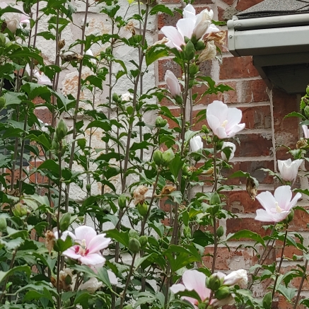 Plant image Hibiscus syriacus 'Helene'
