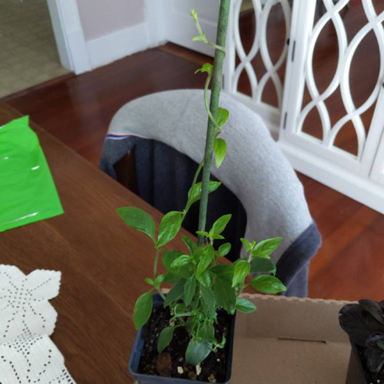 Plant image Manettia