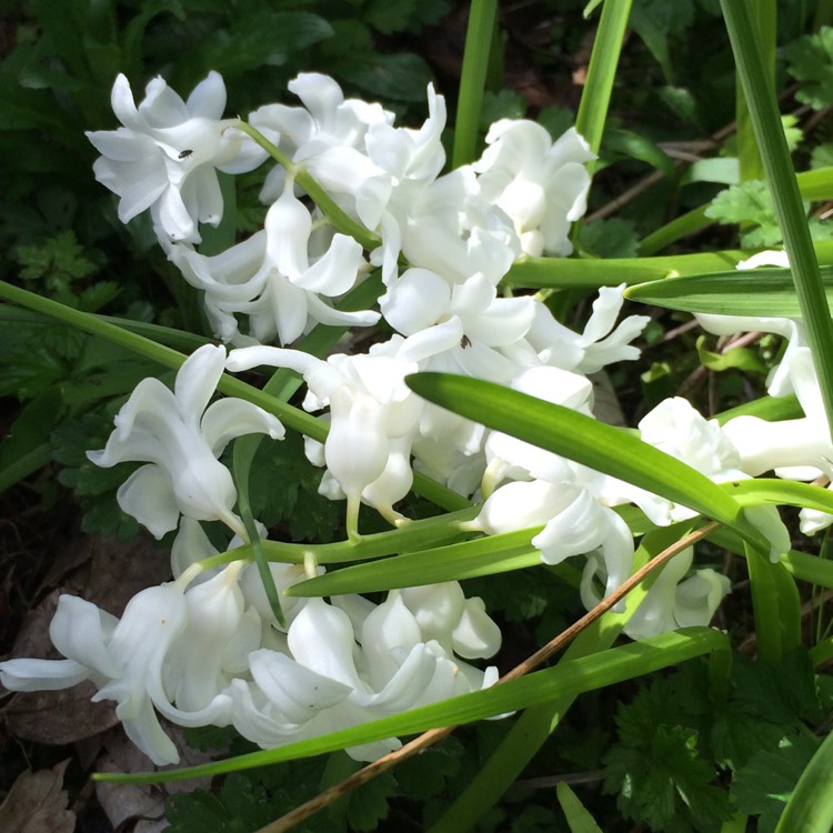 plant image 347149