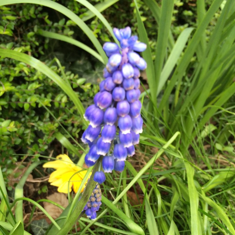 Plant image Muscari 'Joyce Spirit'