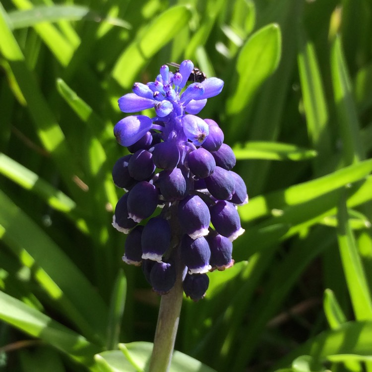 Plant image Muscari 'Joyce Spirit'