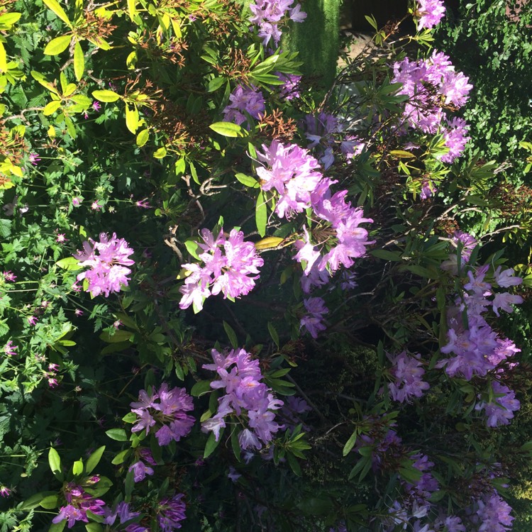 Plant image Rhododendron 'Jolie Madame'
