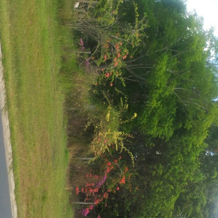 plant image 313365