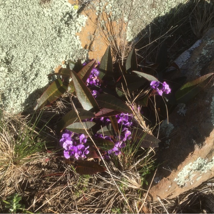 Plant image Hardenbergia violacea 'Purple'