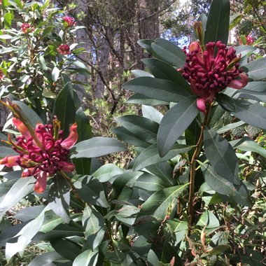 Telopea oreades