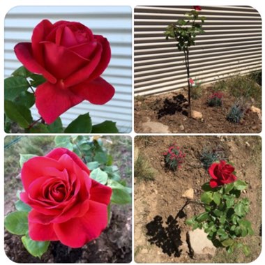 Rosa 'Mister Lincoln'