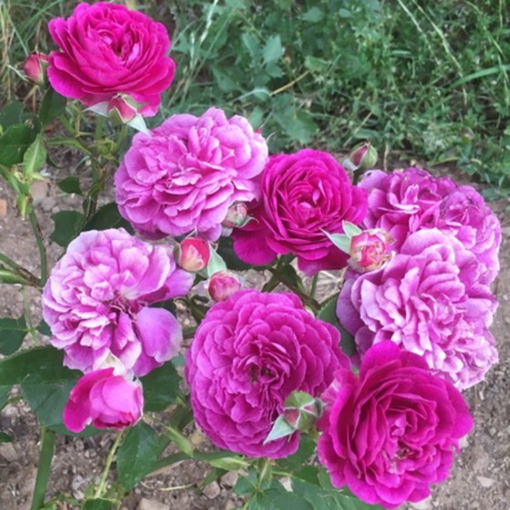 Plant image Rosa 'Ebb Tide'