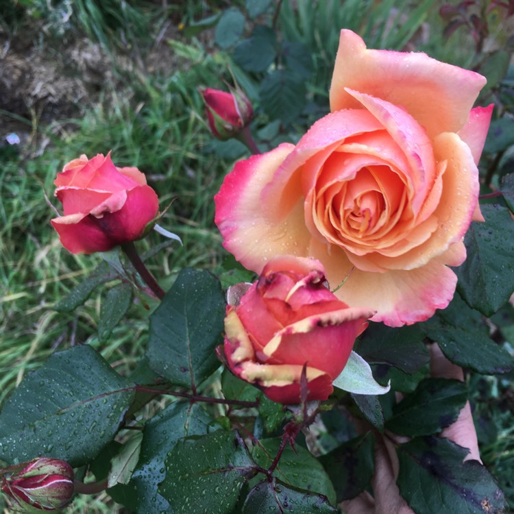 Plant image Rosa 'Jubilee Celebration'