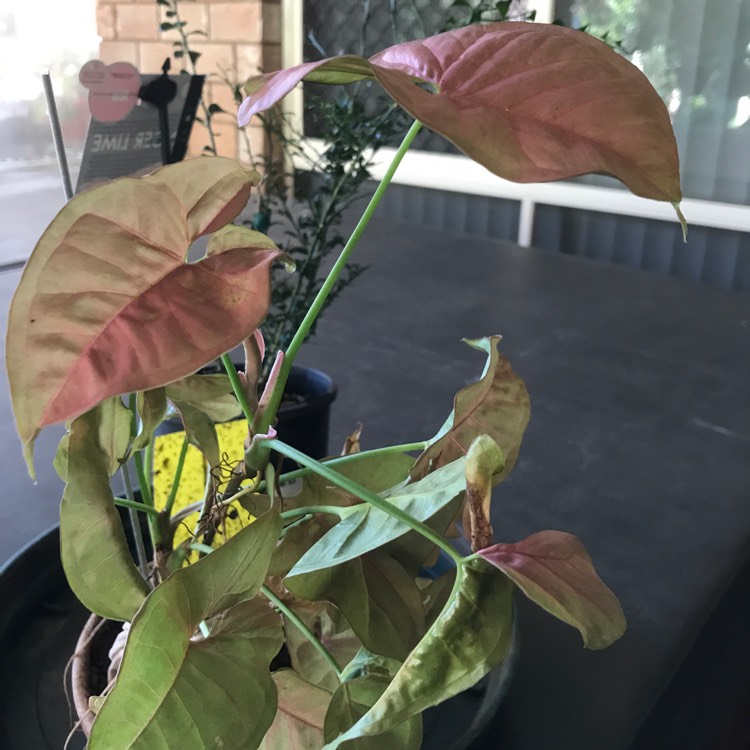 Plant image Syngonium 'Strawberry'