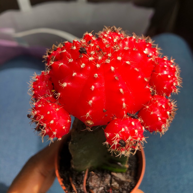 plant image 1235043