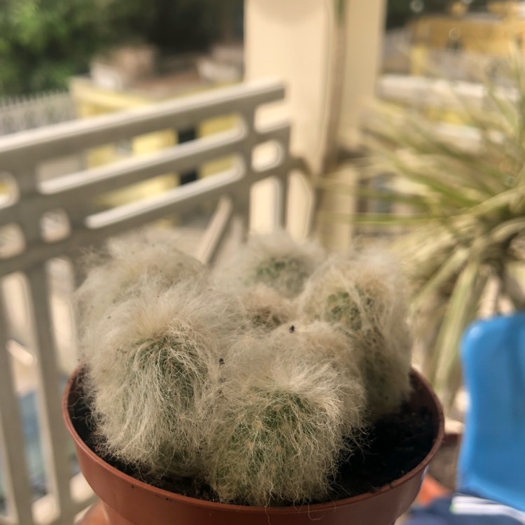 plant image 1235287