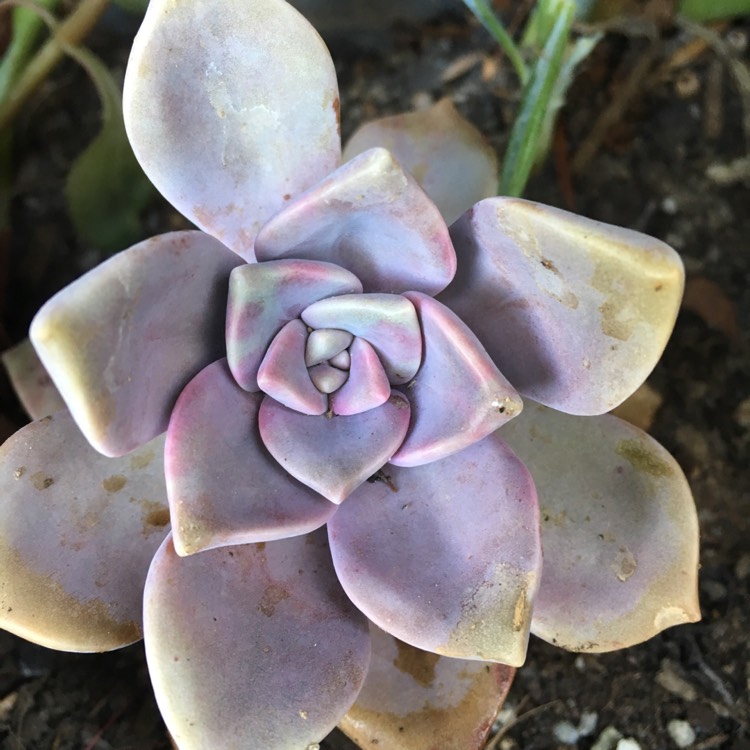 plant image 1047886