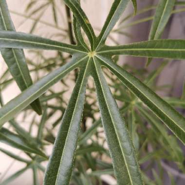 Brachychiton rupestris