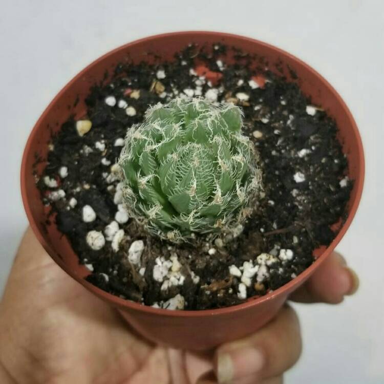 plant image 1192633