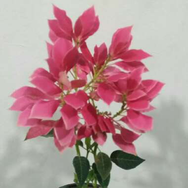 Euphorbia pulcherrima 'Perhc59b' syn. Euphorbia pulcherrima 'Luv U Pink'