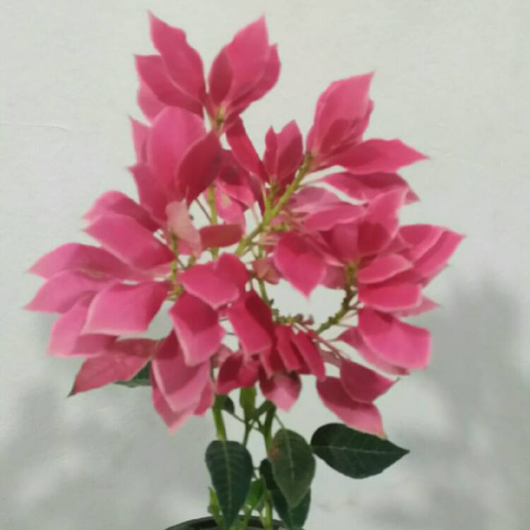 plant image 1199898