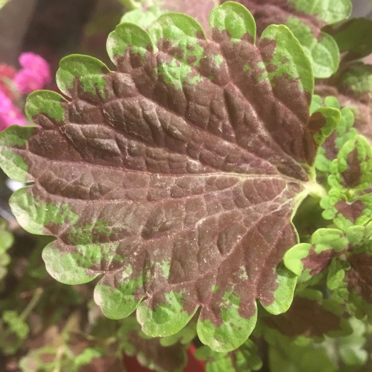 plant image 890237