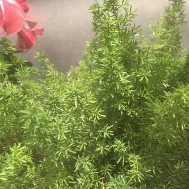 Ahmed's garden