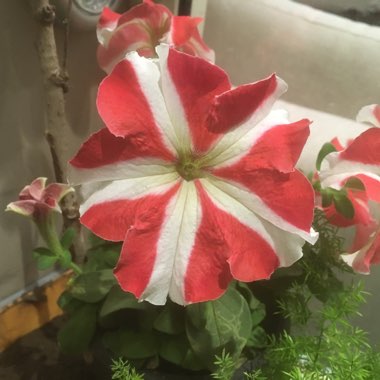 Trailing Petunia