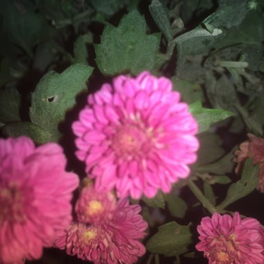 Chrythsanthemum 'Herbstbrokat'