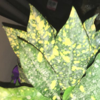 Japanese spotted laurel