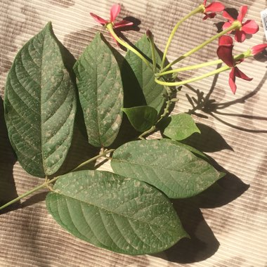 Rangoon Creeper