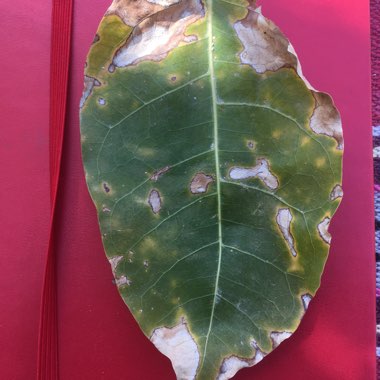 Fiddle Leaf Fig