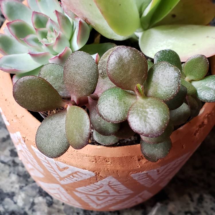 plant image 974782
