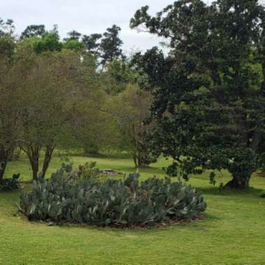 Opuntia humifusa