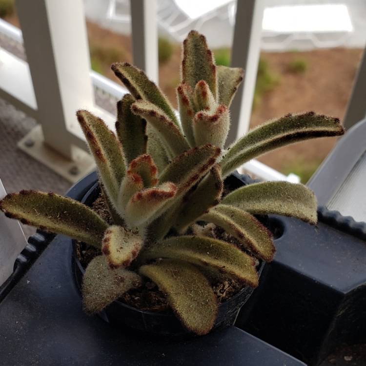plant image 977742