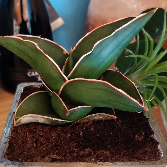 Plant image Sansevieria Subspicata