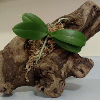 MothOrchid 'Sin-Yuan Golden Beauty'