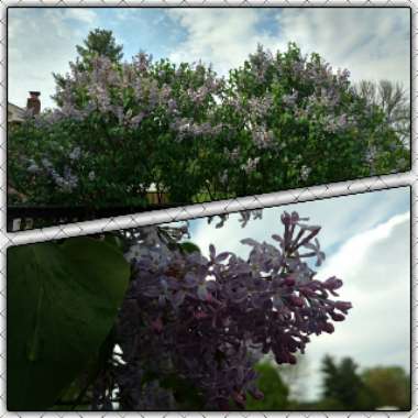 Kristin's garden