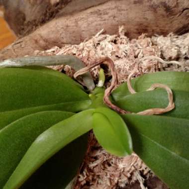 MothOrchid 'Sin-Yuan Golden Beauty'