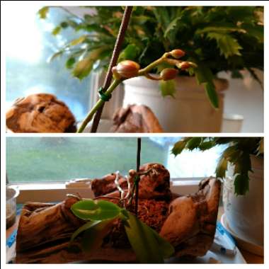 MothOrchid 'Sin-Yuan Golden Beauty'
