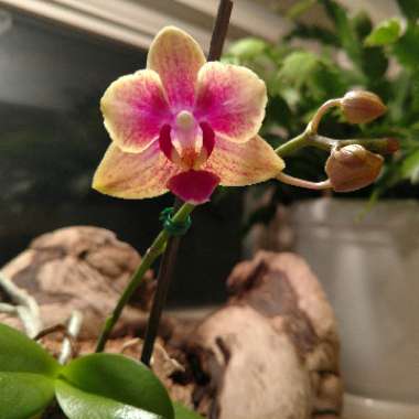 MothOrchid 'Sin-Yuan Golden Beauty'