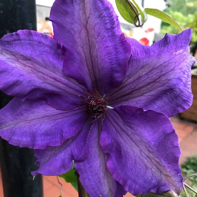 Plant image Clematis viticella 'The President'