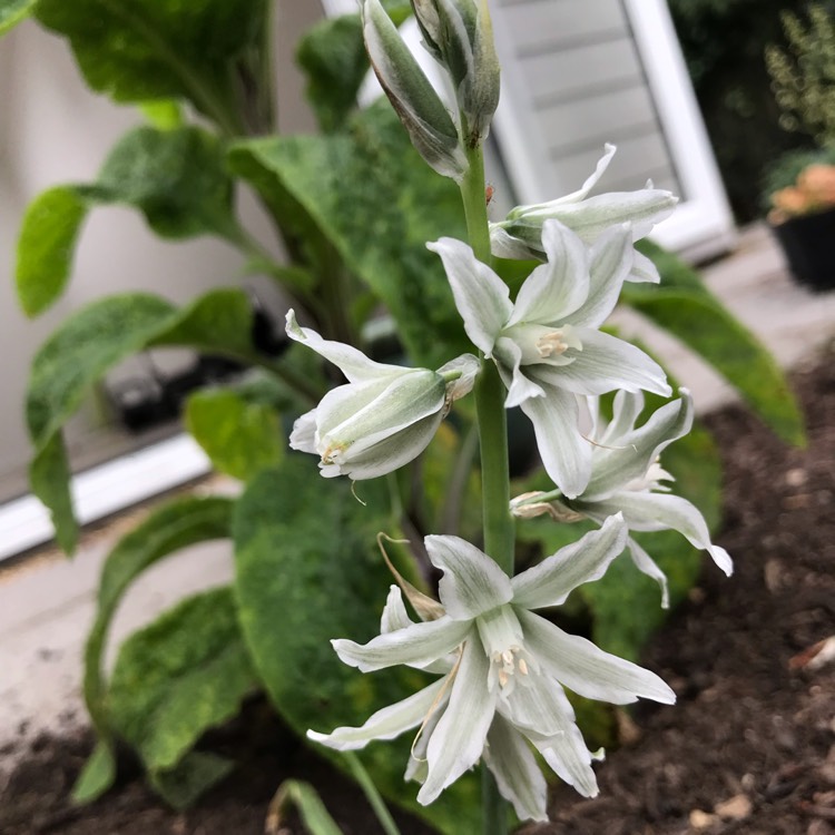 Plant image Ornithogalum nutans