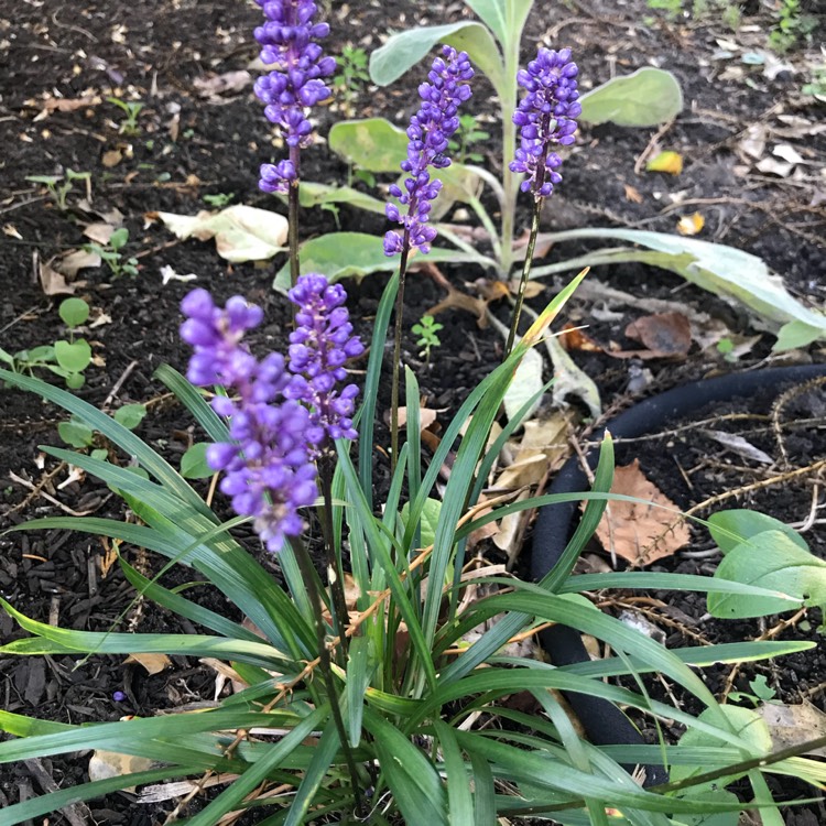 Plant image Liriope muscari 'Royal Purple'