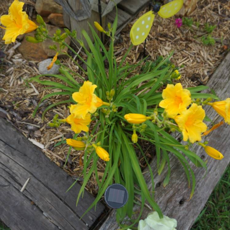 plant image 421363