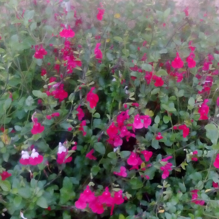 plant image 109492