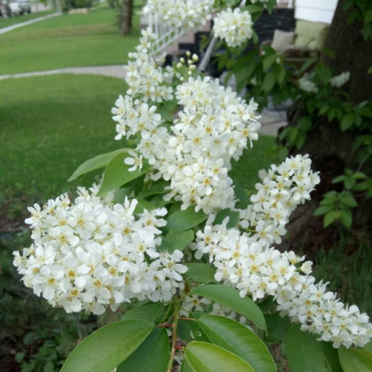 plant image 404899