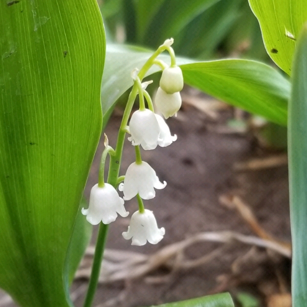 plant image 1065994